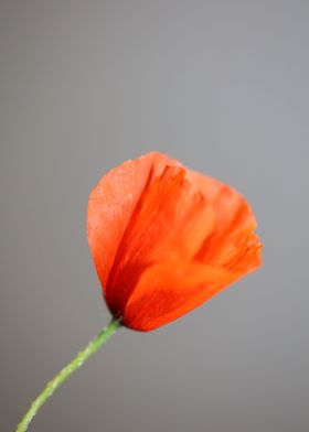 Papaver flower blossoming