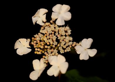 Viburnum flower blossoming