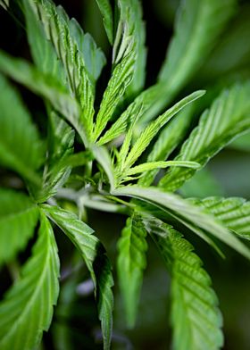 Cannabis indica close up