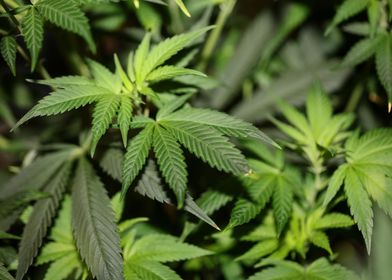 Cannabis leaves close up