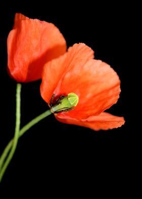Red wild papaver flowering
