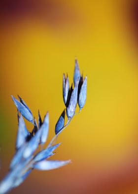 Dry blue deco wheat macro