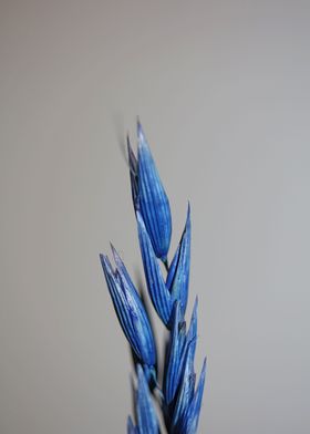Wheat blue color close up 