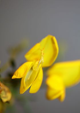 Spartium jenceum blossoms