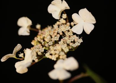 Viburnum flower blossoming