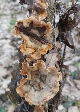 Tree mushrooms