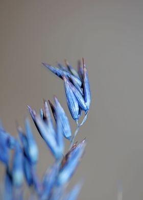 Blue wheat plant close up 