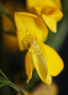 Spartium jenceum blossoms