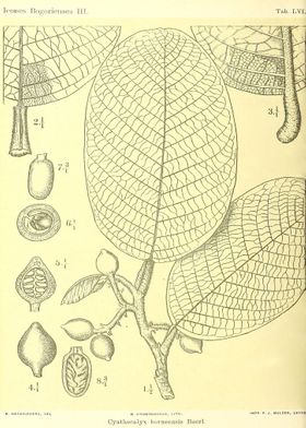 Cyathocalyx borneensis