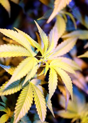 Cannabis indica close up