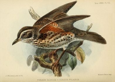 TURDUS ILIACUS