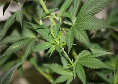 Marihuana plant close up
