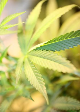 Cannabis leaves close up