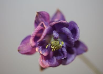 Aquilegia vulgaris flower