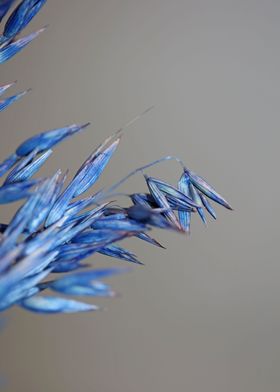 Blue wheat plant close up 