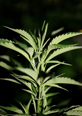 Marihuana plant close up