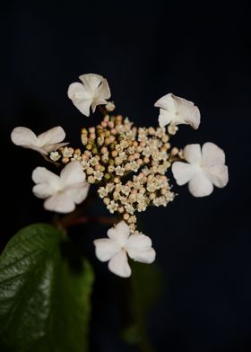 Viburnum flower blossoming