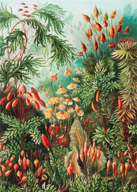 Ernst Haeckel Bush