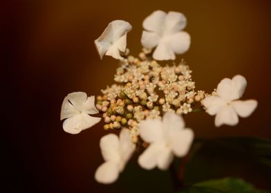 Viburnum flower blossoming