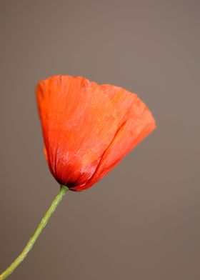 Papaver flowering close up