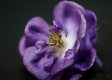 Aquilegia vulgaris flower