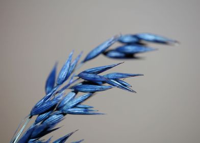 Dry blue deco wheat macro