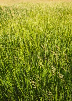 wild bromus madritensis