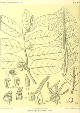 Cyathocalyx biovulatus