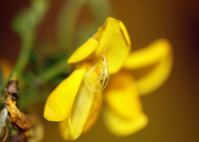 Spartium jenceum flowering