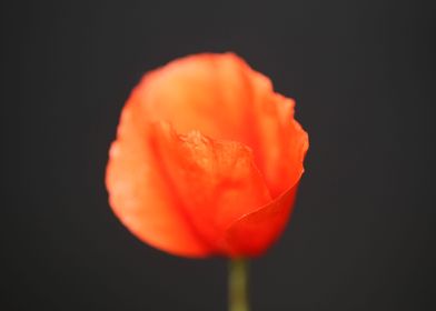 Red wild papaver flowering