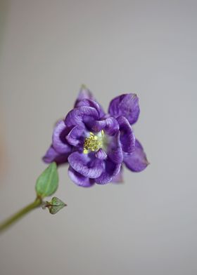 Aquilegia vulgaris flower