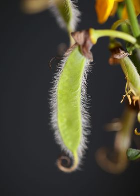 Spartium jenceum blossoms