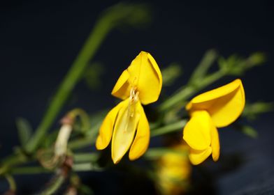 Yellow spartium flowering