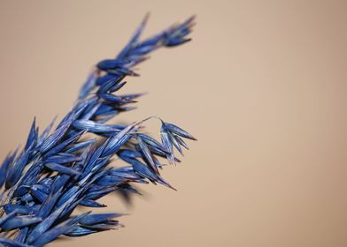 Wheat blue color close up
