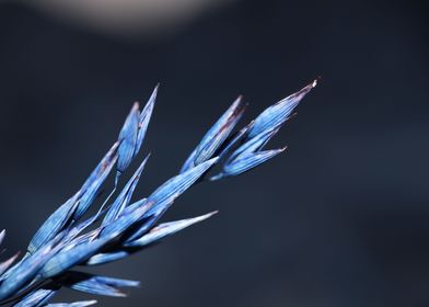 Blue wheat plant close up 