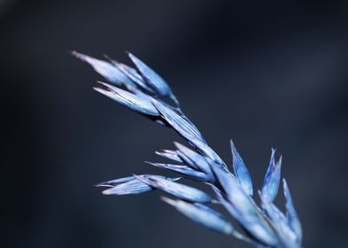 Blue wheat plant close up 