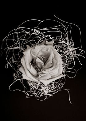 Abstract rose