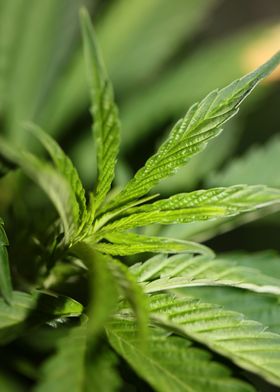 Weed leaves background