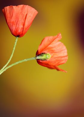 Papaver flowering close up