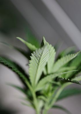 Marihuana plant close up