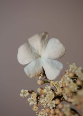 Viburnum flower blossoming