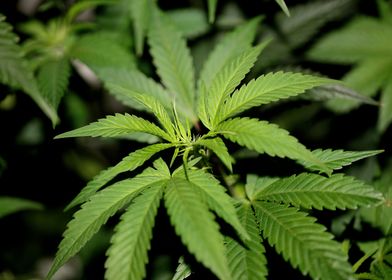 Weed leaves background