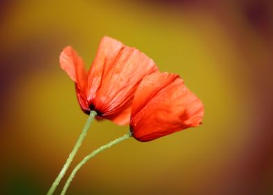 Papaver flowering close up