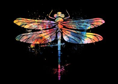 Entomology Dragonfly