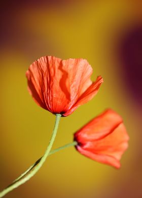 Papaver flowering close up