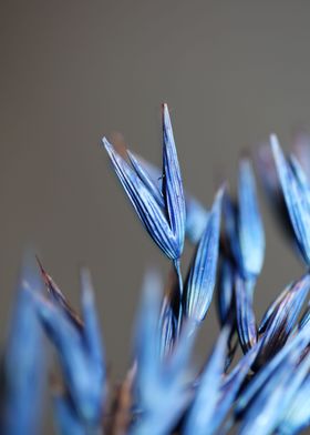 Dry blue deco wheat macro