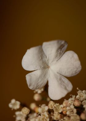 Viburnum flower close up