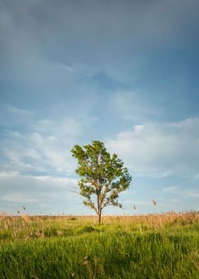 solitary tree