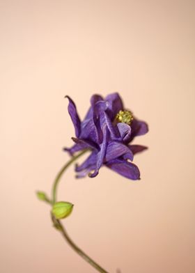 Aquilegia flower blossom