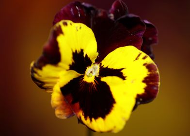 Yellow viola flower macro